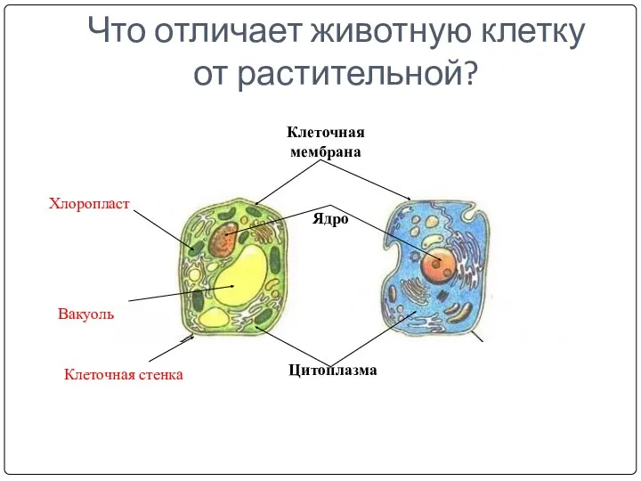 Что отличает животную клетку от растительной? Цитоплазма Клеточная стенка Клеточная мембрана Ядро Вакуоль Хлоропласт