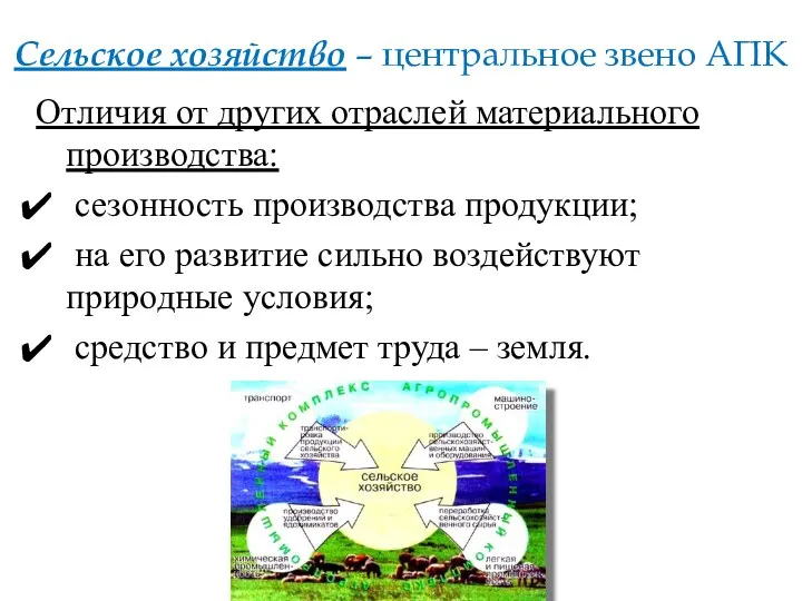 Сельское хозяйство – центральное звено АПК Отличия от других отраслей