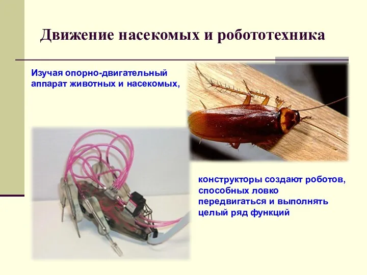 Движение насекомых и робототехника Изучая опорно-двигательный аппарат животных и насекомых,
