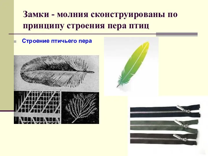 Замки - молния сконструированы по принципу строения пера птиц Строение птичьего пера