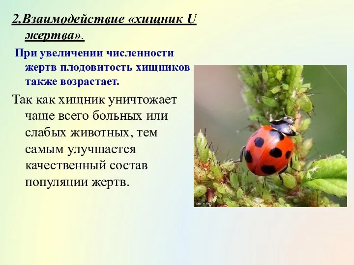 2.Взаимодействие «хищник U жертва». При увеличении численности жертв плодовитость хищников