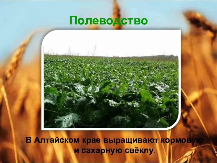 Полеводство В Алтайском крае выращивают кормовую и сахарную свёклу.