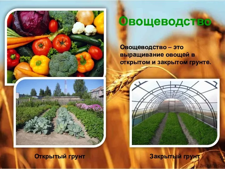 Овощеводство Овощеводство – это выращивание овощей в открытом и закрытом грунте. Открытый грунт Закрытый грунт