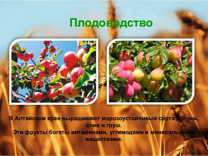 Плодоводство В Алтайском крае выращивают морозоустойчивые сорта яблонь, слив и груш. Эти фрукты