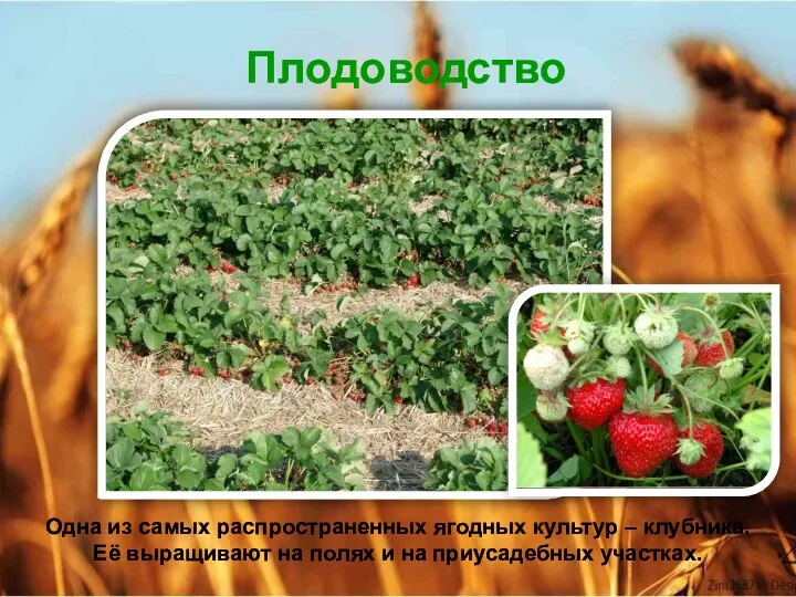 Плодоводство Одна из самых распространенных ягодных культур – клубника. Её выращивают на полях