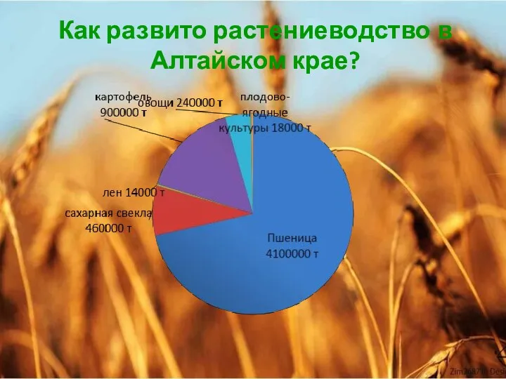 Как развито растениеводство в Алтайском крае?