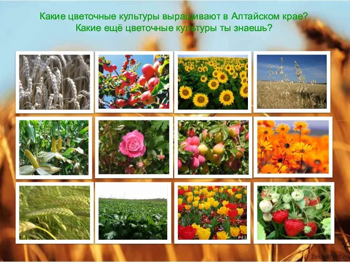 Какие цветочные культуры выращивают в Алтайском крае? Какие ещё цветочные культуры ты знаешь?