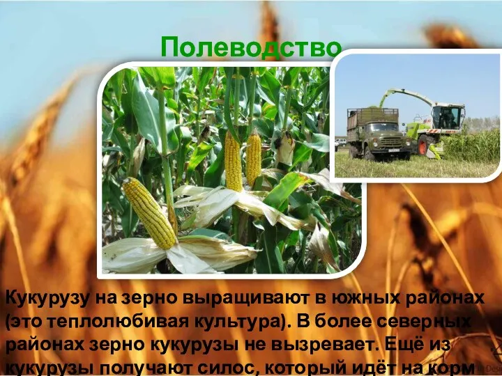 Полеводство Кукурузу на зерно выращивают в южных районах (это теплолюбивая культура). В более