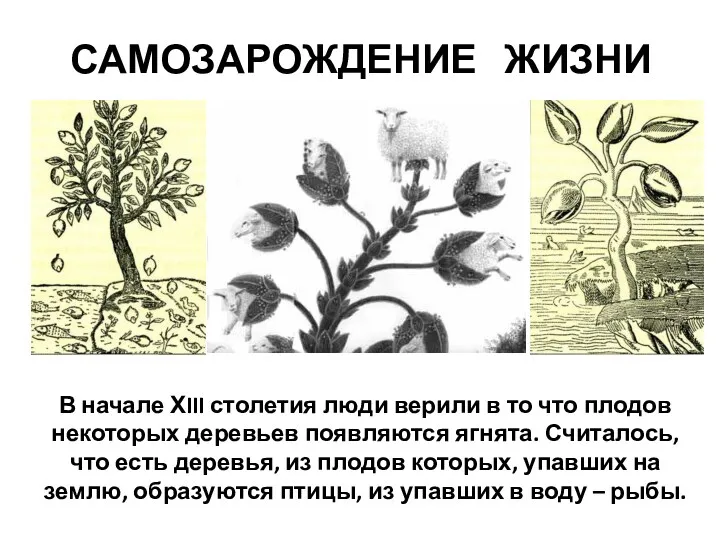 В начале ХIII столетия люди верили в то что плодов некоторых деревьев появляются