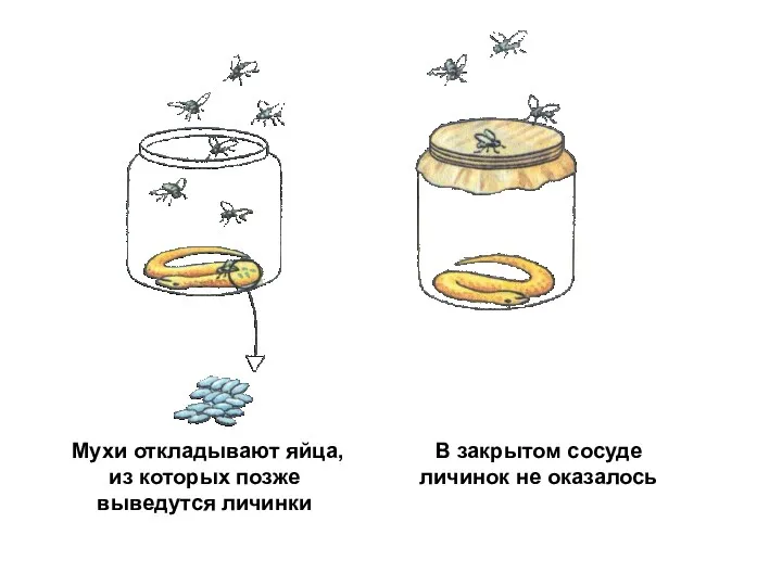 Мухи откладывают яйца, из которых позже выведутся личинки В закрытом сосуде личинок не оказалось