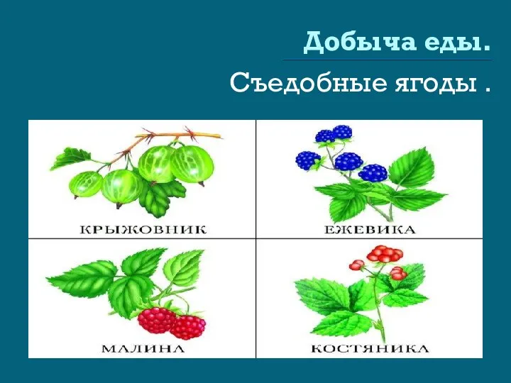 Добыча еды. Съедобные ягоды .