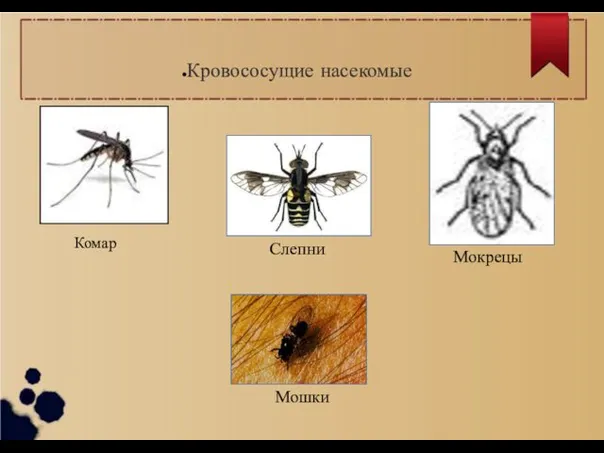 Кровососущие насекомые Комар Мокрецы Слепни Мошки