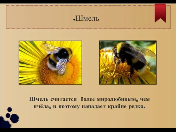 Шмель Шмель считается более миролюбивым, чем пчёла, и поэтому нападает крайне редко.