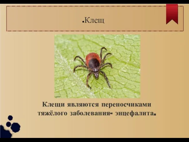 Клещ Клещи являются переносчиками тяжёлого заболевания- энцефалита.