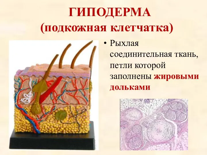 ГИПОДЕРМА (подкожная клетчатка) Рыхлая соединительная ткань, петли которой заполнены жировыми дольками