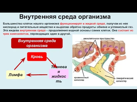 Большинство клеток нашего организма функционирует в жидкой среде, получая из