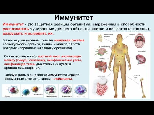 Иммунитет Иммунитет - это защитная реакция организма, выраженная в способности