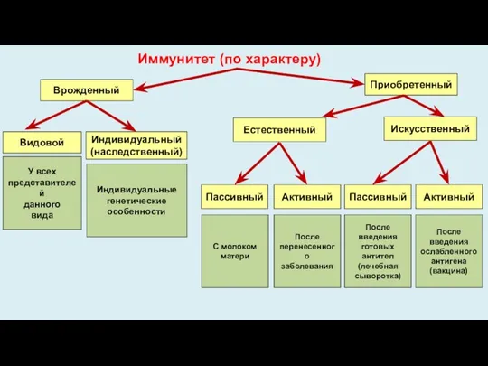 Иммунитет (по характеру) Врожденный Приобретенный Видовой Индивидуальный (наследственный) Естественный Искусственный