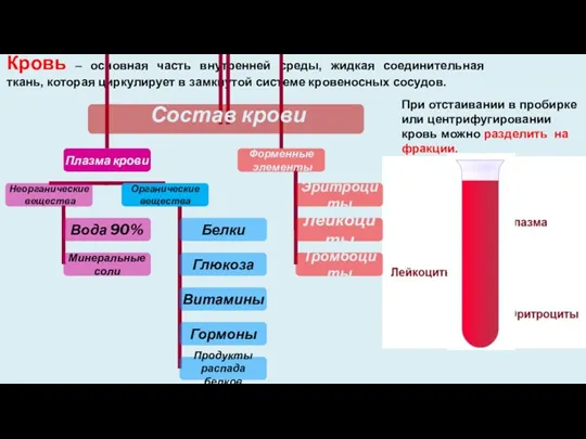 При отстаивании в пробирке или центрифугировании кровь можно разделить на