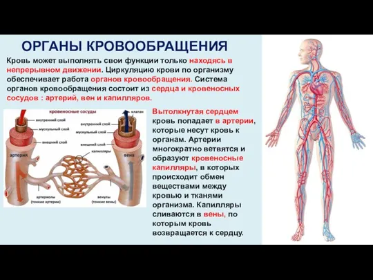 ОРГАНЫ КРОВООБРАЩЕНИЯ Кровь может выполнять свои функции только находясь в