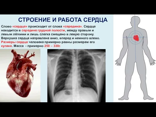 СТРОЕНИЕ И РАБОТА СЕРДЦА Слово «сердце» происходит от слова «середина».