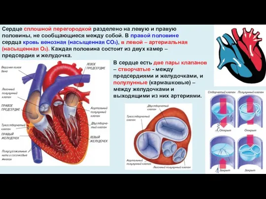 Сердце сплошной перегородкой разделено на левую и правую половины, не