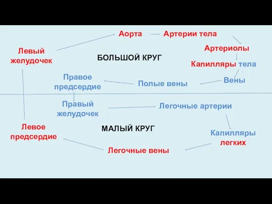 Левый желудочек Аорта Артерии тела Артериолы Полые вены Правое предсердие