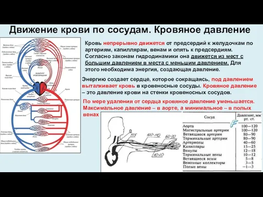 Кровь непрерывно движется от предсердий к желудочкам по артериям, капиллярам,