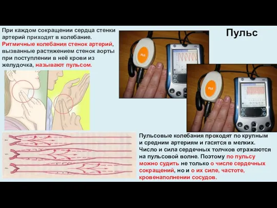 При каждом сокращении сердца стенки артерий приходят в колебание. Ритмичные