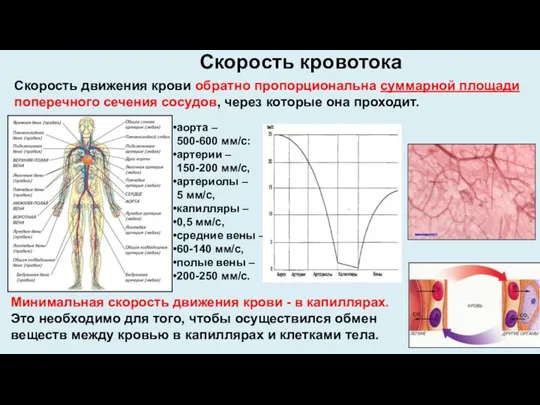 Скорость кровотока Скорость движения крови обратно пропорциональна суммарной площади поперечного