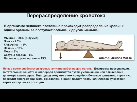 Перераспределение кровотока Лучше всего снабжаются кровью активно работающие органы. Дозировка