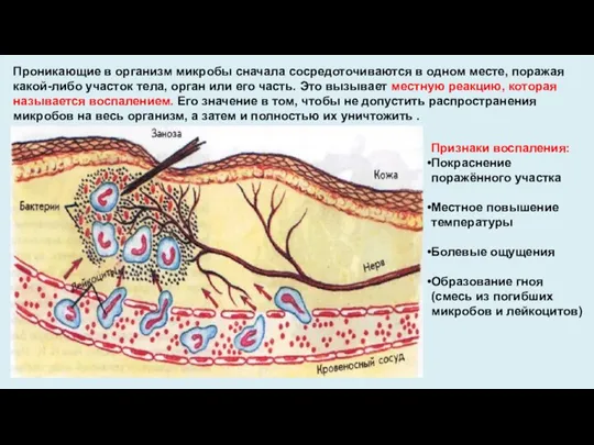 Проникающие в организм микробы сначала сосредоточиваются в одном месте, поражая