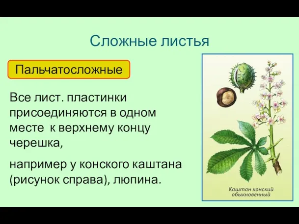 Сложные листья Пальчатосложные Все лист. пластинки присоединяются в одном месте