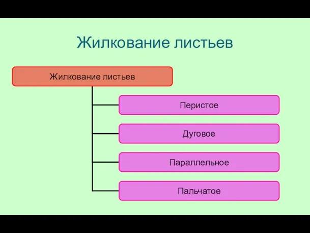 Жилкование листьев