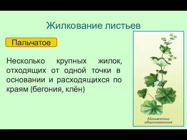 Жилкование листьев Пальчатое Несколько крупных жилок, отходящих от одной точки