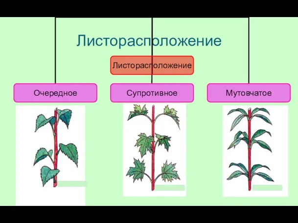 Листорасположение