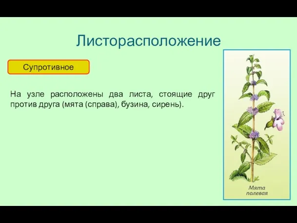 Листорасположение Супротивное На узле расположены два листа, стоящие друг против друга (мята (справа), бузина, сирень).