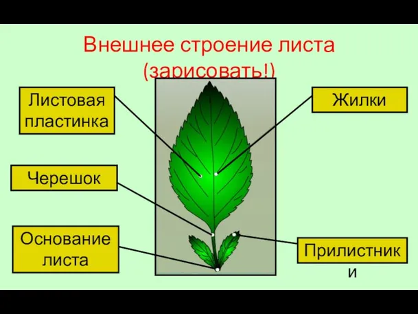 Внешнее строение листа (зарисовать!) Основание листа Прилистники Черешок Жилки Листовая пластинка