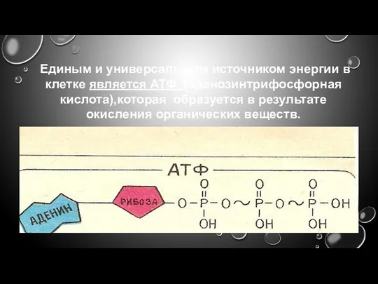 Единым и универсальным источником энергии в клетке является АТФ (аденозинтрифосфорная