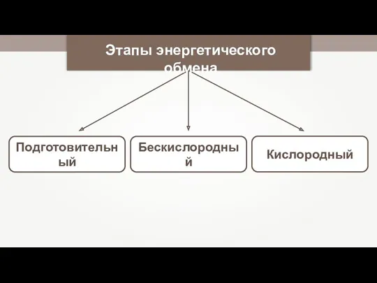 Подготовительный Бескислородный Этапы энергетического обмена Кислородный