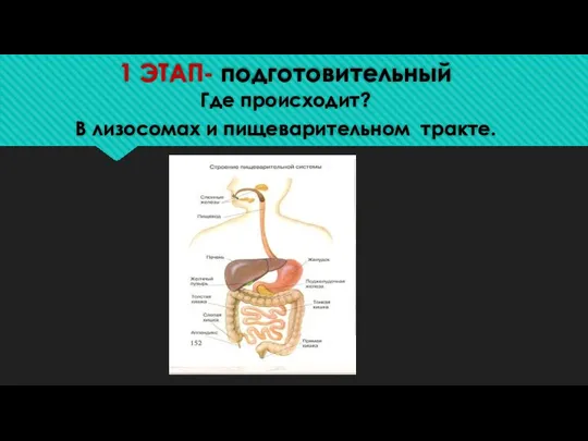 1 ЭТАП- подготовительный Где происходит? В лизосомах и пищеварительном тракте.