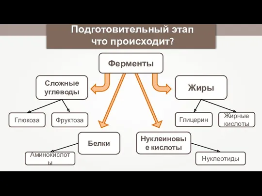 Подготовительный этап что происходит? Сложные углеводы Жиры Глюкоза Фруктоза Глицерин