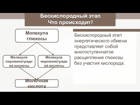 Молекула глюкозы Бескислородный этап Что происходит? Молекула пировиноградной кислоты Молекула