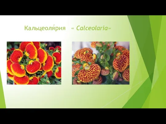 Кальцеоля́рия « Calceolaria»