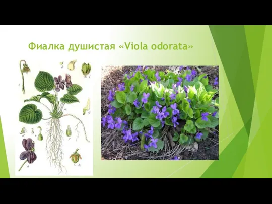 Фиалка душистая «Viola odorata»