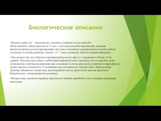 Биологическое описание Фиалка душистая — многолетнее наземное травянистое растение без