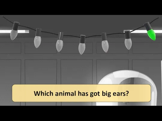 Which animal has got big ears?