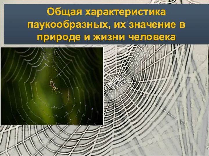 Общая характеристика паукообразных, их значение в природе и жизни человека