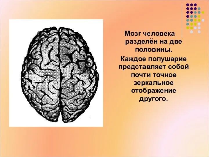 Мозг человека разделён на две половины. Каждое полушарие представляет собой почти точное зеркальное отображение другого.