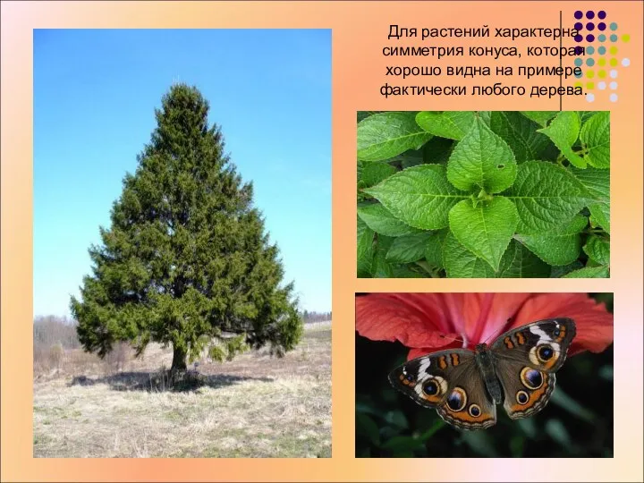 Для растений характерна симметрия конуса, которая хорошо видна на примере фактически любого дерева.